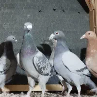 7تا پلاکی و دورگ