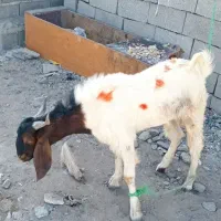 تروشت فروشی