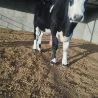 تلیسه|حیوانات مزرعه|مود, |دیوار