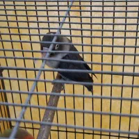 طوطی برزیلی|پرنده|اصفهان, جلالیه|دیوار