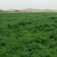 فروش شوید تازه