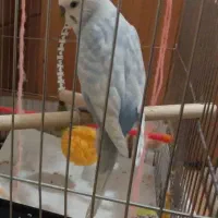 گمشده