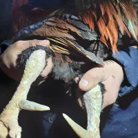 خروس محلی|حیوانات مزرعه|خرمآباد, |دیوار