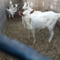 نربز سانن اصل از مادری 6 کیلو شیر