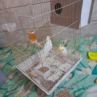 تعدادی عروس م و ل د|پرنده|اهواز, شریعتی جنوبی|دیوار