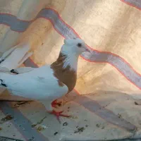 طوق زرد|پرنده|دره شهر, |دیوار