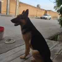 فروش سگ ژرمن