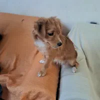 سگ یک سالشه