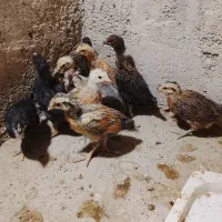 جوجه محلی|حیوانات مزرعه|بهبهان, |دیوار