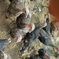 فروش بوقلمون