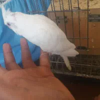 عروس هلندی آلبینو چشم سورخ|پرنده|درگهان, |دیوار