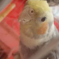 عروس هلندی نر و ماده|پرنده|تبریز, |دیوار