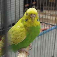 با سلام فروش یه جفت مرغ عشق بعلت کمبود جا|پرنده|شیراز, قلعه شاهزاده بیگم|دیوار