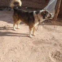 سگ گله