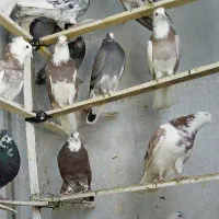 کفتر پرشی کبوتر اسمان|پرنده|اسلامشهر, شهرک مفیدی|دیوار