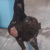 جوجه لاری اصیل