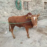 تعداد پنج راس گیلک مخصوص برای نگهداری خوش قیمت