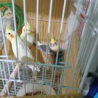 عروس هلندی|پرنده|پاکدشت, پاکدشت (مامازند)|دیوار