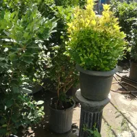 درخت گل گیاه تنه درخت طبیعی نهال|گل و گیاه طبیعی|تهران, طرشت|دیوار