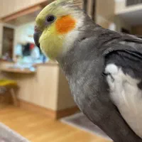 عروس هلندی گم شده در ۱۹ مرداد ماه