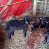 ۰۰۰|حیوانات مزرعه|بران, |دیوار