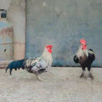 خروس|حیوانات مزرعه|زابل, |دیوار