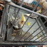 عروس هلندی خاکستری مولد