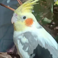 عروس هلندی گم شده