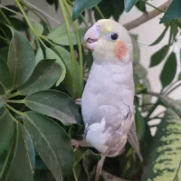 عروس هلندی|پرنده|قیدار, |دیوار