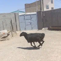 دام های پروار شده ، کوهستانی