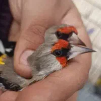 سهره   کرمانی وسرسیاه