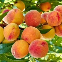 نهالستان آمادای به قیمت عمده