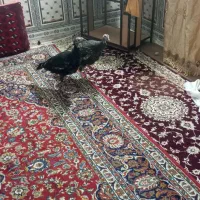 بوقلمون ماده|حیوانات مزرعه|هامون, |دیوار