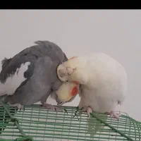 نر وماده تخم گذار
