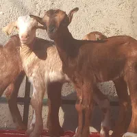 3عددکهره صلاله شیر خوار بازیگوش سه قلوزا مخصوص پچه