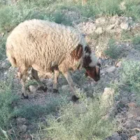 گوسفند|حیوانات مزرعه|شادگان, |دیوار