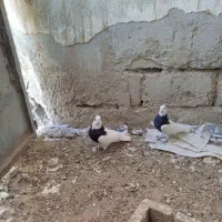 طوقی و کله ای