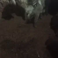 بزز|حیوانات مزرعه|بناب, |دیوار