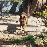 سگ ژرمن ماده