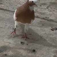 طوق زرد ، نر مست