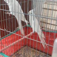 عروس هلندی مولد