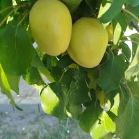 ویلاباغ بارانلو