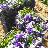 بنفشه F2|گل و گیاه طبیعی|پاکدشت, پاکدشت (مامازند)|دیوار