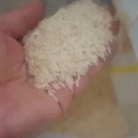 برنج هاشمی