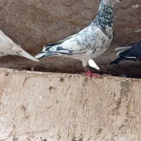 سار هفت‌رنگ و سبز و شامی. قوره