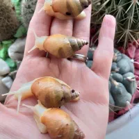 حلزون.پت خانگی