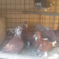 کبوتر|پرنده|شاهین‌شهر, شهرک سایت|دیوار