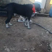 فروش سگ قدریجونی