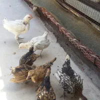 مرغ و خروس سیبرایت وجوجه ابریشمی جوجه سیبرایت|حیوانات مزرعه|مشهد, ثامن|دیوار