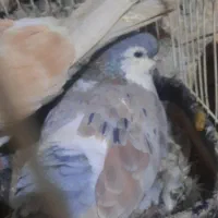 کفتر ساده هفت رنگ جفتگاه